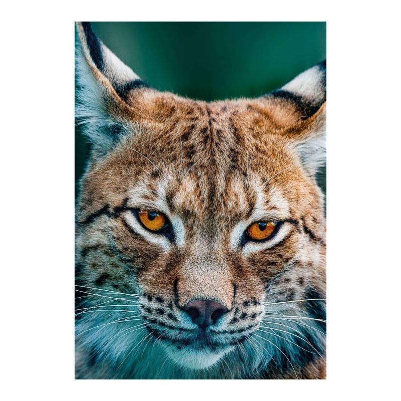 Rompecabezas-x-1000-piezas-coleccion-vida-2-lince-juego-didactico-para-amigos-y-familia